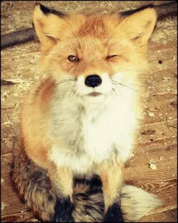 ✨ fuchs, tier, süß, wildtier, säugetier, orange, zwinkernd, fell telegram sticker