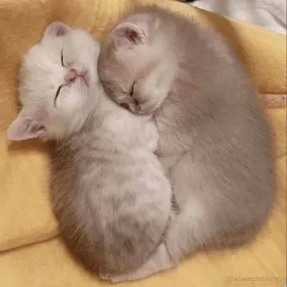 😽 고양이, 새끼 고양이, 자는, 귀여운, 동물 telegram sticker