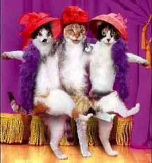 💃 cats, animals, hats, funny, costumes, theater, dancing telegram sticker