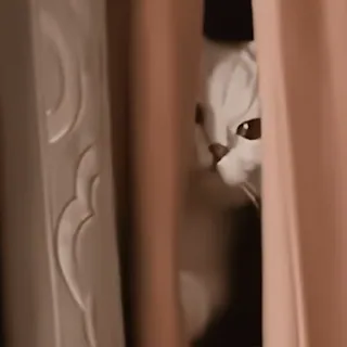 🫣 cat, pet, curtain, animal, hiding, white cat telegram sticker