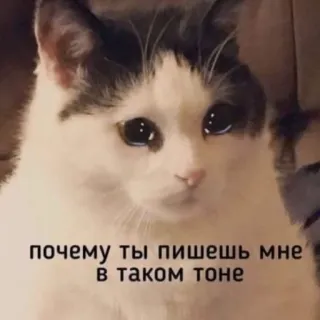 🌟 почему ты пишешь мне в таком тоне gatto, triste, meme, russo, testo, animale telegram sticker