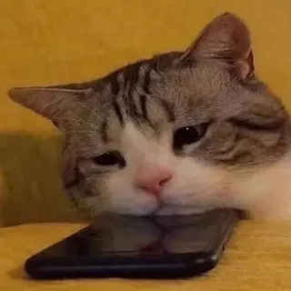 😔 猫, かわいい, 動物, ペット, 電話, 怠惰 telegram sticker