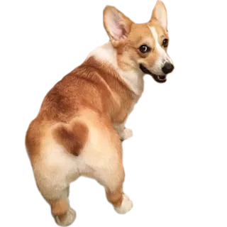 🖤 perro, corgi, animal, corazón whatsapp sticker
