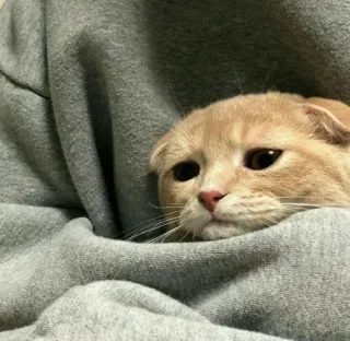 😖 gatto, animale domestico, animale, carino, scottish fold, triste telegram sticker