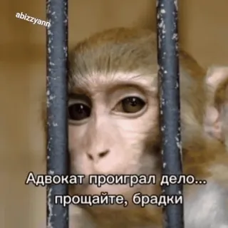 🌟 Адвокат проиграл дело... прощайте, брадки singe, prison, triste, animal, mème, russe whatsapp sticker