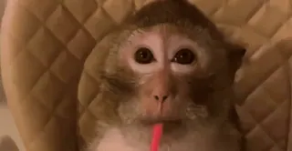 🤩 monkey telegram sticker
