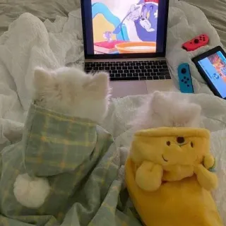 🥰 kucing, komputer, laptop, kartun, tablet, gaming, nyaman, piyama kucing telegram sticker