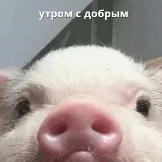 ☀️ утром с добрым świnia, zwierzę, słodkie, rano, zwierzę domowe telegram sticker