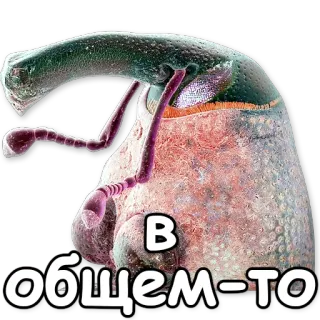 😑 в общем-то beetle, insect, russian, text telegram sticker