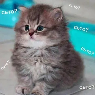 🙄 съто? gatito, mono, gato, animal, esponjoso, pregunta, ruso telegram sticker