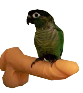 👈 pássaro, papagaio, verde, animal, animal de estimação, mão telegram sticker