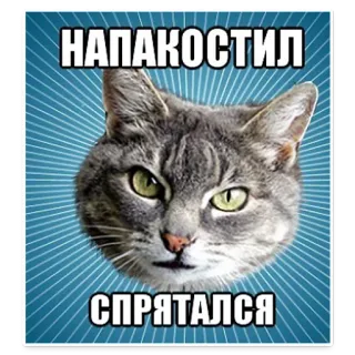 😣 НАПАКОСТИЛ
СПРЯТАЛСЯ gato, meme, humor, ruso, animal telegram sticker