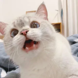 🥺 gato, animal, mascota, mamífero, felino, lindo, doméstico, gatito whatsapp sticker