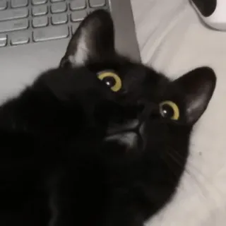 😳 cat, black cat, animal, pet, cute, eyes, feline telegram sticker