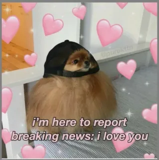 💗 I'm here to report breaking news: i love you anjing, pomeranian, cinta, hati, imut, kasih sayang, berita, pelaporan telegram sticker