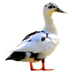 🦆 животное, птица, утка, белый, черный, водоплавающая птица telegram sticker