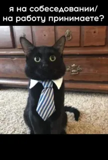🤩 Я на собеседовании/ на работу принимаете? kucing, dasi, wawancara, kerja, perekrutan, hewan, pekerjaan, meme telegram sticker