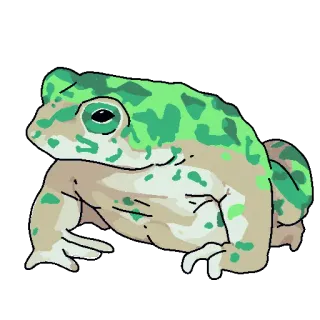 🐸 rã, animal, anfíbio, verde, fofo, desenho animado telegram sticker