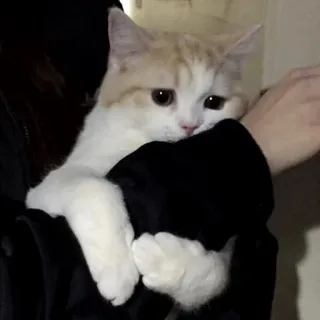 ♥️ gato, gatito, mascota, animal, lindo, doméstico, sosteniendo telegram sticker