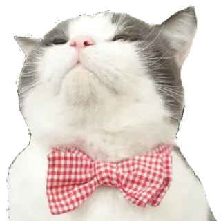 😎 cat, bowtie, animal, cute, pet telegram sticker