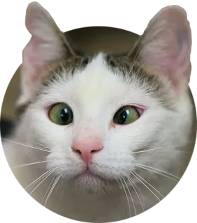 😶 cat, animal, pet, kitten, domestic animal telegram sticker