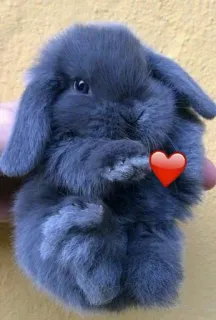 😍 rabbit, cute, animal, bunny, pet telegram sticker