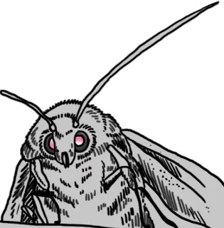 💡 Motte, Insekt, Tier, Natur, Kreatur telegram sticker