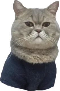💩 Katze, Tier, Haustier, Hauskatze, Shirt telegram sticker
