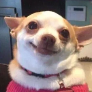 🌟 perro, chihuahua, animal, mascota, lindo, feliz, sonriente whatsapp sticker