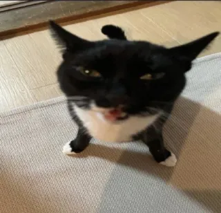 🤩 kucing, hewan peliharaan, hewan, hitam putih, hewan domestik whatsapp sticker