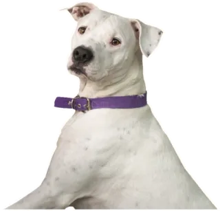 🐶 cão, animal de estimação, animal, cão branco, coleira whatsapp sticker