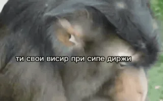😘 ти свои висир при сипе диржи ลิง, สัตว์, ไพรเมต, มีม, รัสเซีย, ขำขัน telegram sticker