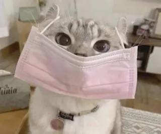🌟 chat, masque, animal de compagnie, animal, mignon, masque facial, pandémie, covid-19 whatsapp sticker