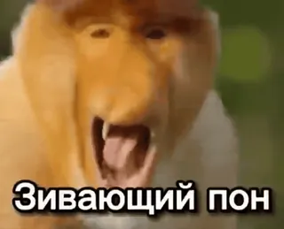 🌟 Зивающий пон macaco, macaco-narigudo, animal, bocejo, primata whatsapp sticker