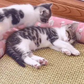 😗 кот, котенок, спящий, милый, питомец, животное whatsapp sticker