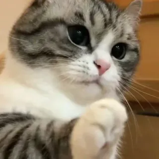 🙄 cat, cute, animal, pet, domestic whatsapp sticker