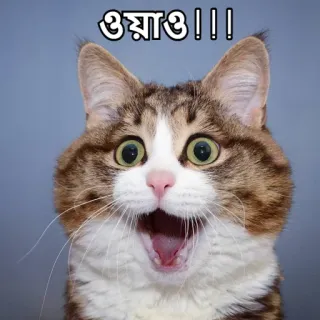 😮 ওয়াও!!! kot, wow, zaskoczony, śmieszne, słodkie, zwierzę telegram sticker