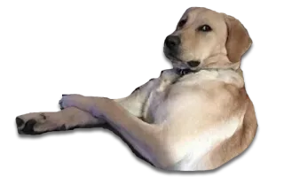 😒 dog, labrador, pet, animal, lying down telegram sticker