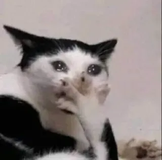🍥 gato, chorando, triste, meme, animal, animal de estimação, angustiado, emoção telegram sticker