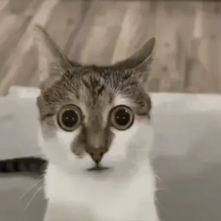 😳 cat whatsapp sticker