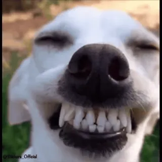 😁 cane, denti, sorriso, felice, animale, animale domestico telegram sticker