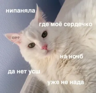😑 нипаняла
где моё сердечко
на ночb
да нет усш
уже не нада Katze, weiße Katze, Tier, süß, Meme, russisch telegram sticker