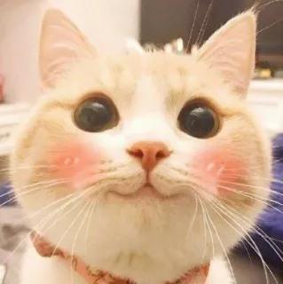 🐾 chat, mignon, animal, animal de compagnie, kawaii, chaton whatsapp sticker