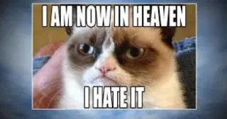😒 Grumpy Cat I AM NOW IN HEAVEN
I HATE IT 暴躁猫, 表情包, 网络迷因, 猫, 幽默, 天堂 whatsapp sticker