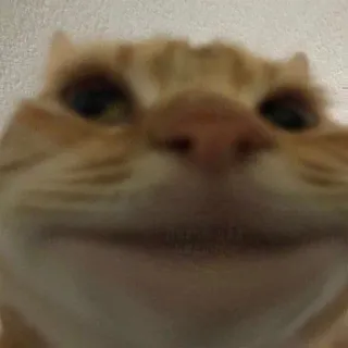 😄 chat, mème, drôle, animal, animal de compagnie, chat roux telegram sticker
