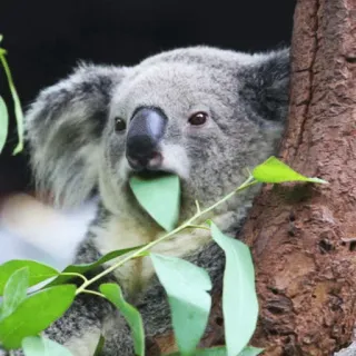 🐨 koala, animal, wildlife, marsupial, leaves, nature telegram sticker
