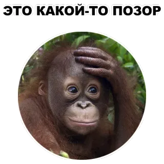 😨 ЭТО КАКОЙ-ТО ПОЗОР Orang-outan, Singe, Animal, Honte, Déshonneur, Embarras whatsapp sticker