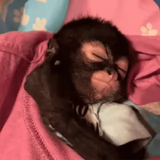 💤 monkey, baby monkey, sleeping, cute, animal, primate whatsapp sticker