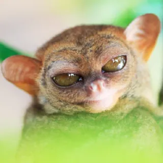 😠 tarsio, primate, animale, carino, fauna selvatica, mammifero, occhi telegram sticker