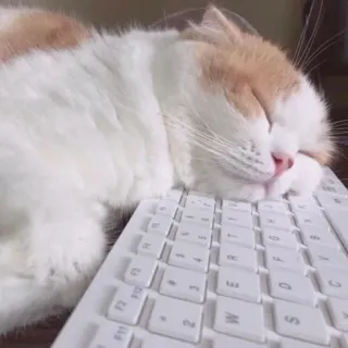 🤧 猫, 睡眠, キーボード, 動物, 可愛い, ペット telegram sticker